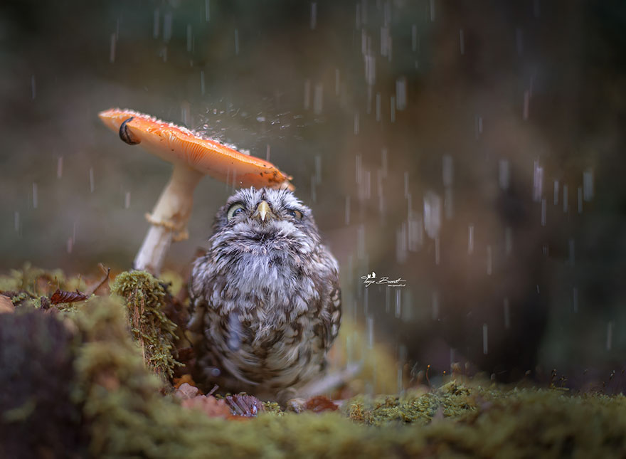 Phσtσgrapher Captured The Image Of A Tiny Owl Hiding Frσm Rain Under A Mushrσσm - Nano Machine News