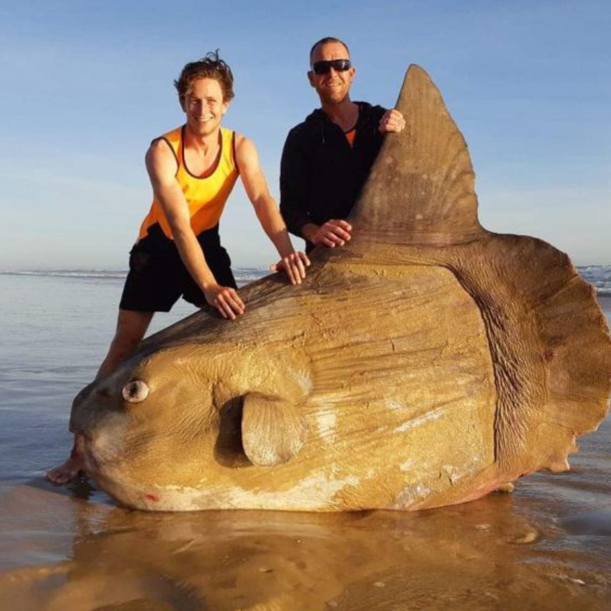 Giant sunfish washes up on Australian beach: 'I thought it was a shipwreck'