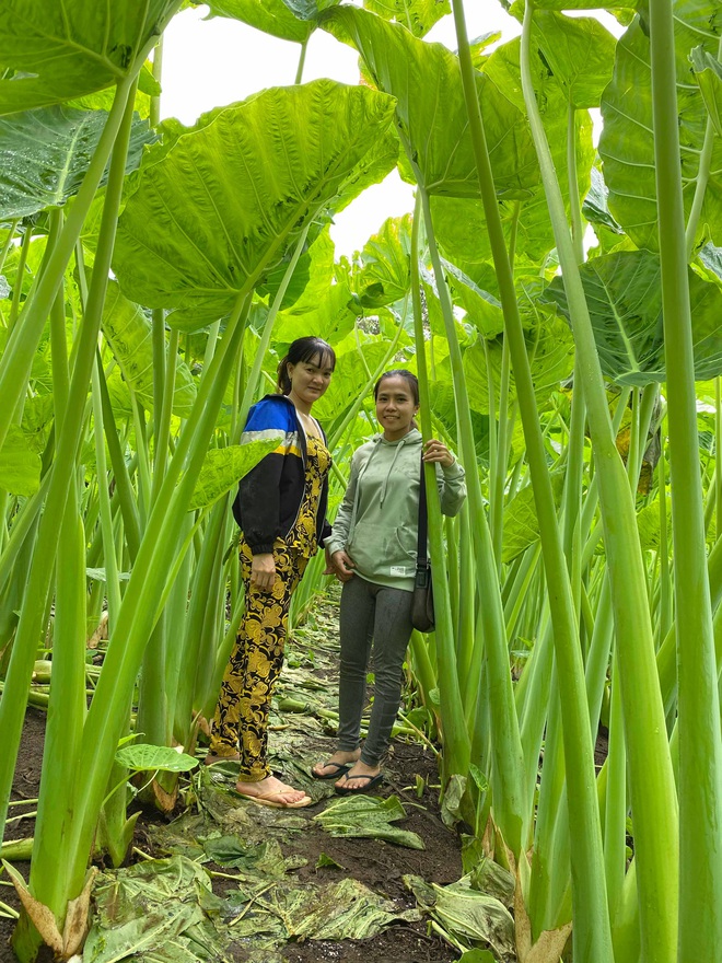 The Garden, Adorned by A Towering Mosquito Net That Surpasses Human Height, Sparks Social Media Frenzy with its Captivating Allure