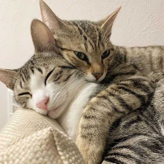 Celebrating the Endearing Love of Well-Known Feline Duos – Icestech