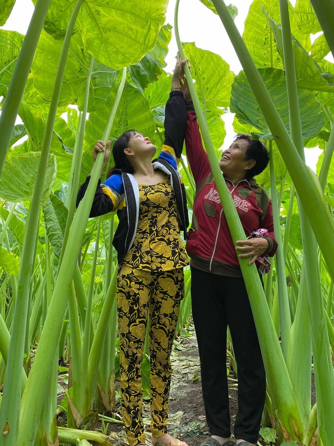 The Garden, Adorned by A Towering Mosquito Net That Surpasses Human Height, Sparks Social Media Frenzy with its Captivating Allure