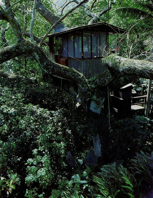 Elevated Escapes: Exploring the Enchanting World of Treehouses - Special 68