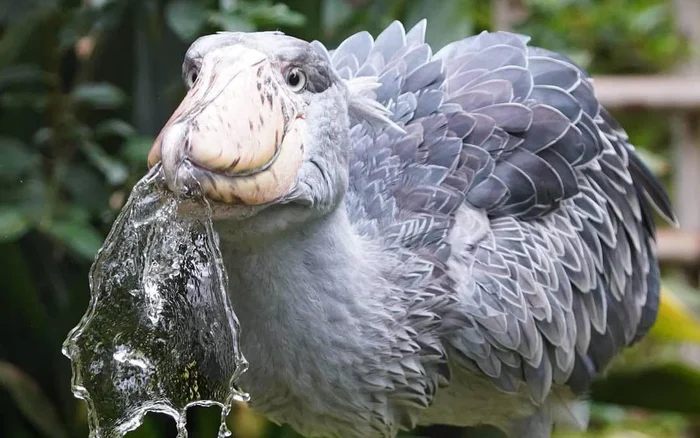 What Makes The Freaky Shoebill Stork So Strange?