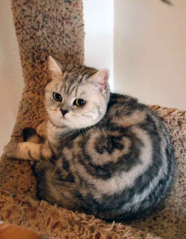 "Meow-some Fur Patterns: Explore the Wackiest Cat Markings Beyond Your Imagination"