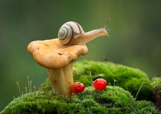 Race to the Top: Snails Ascend Mushroom Trees in Adorable Race to the Top.LH - New Lifes