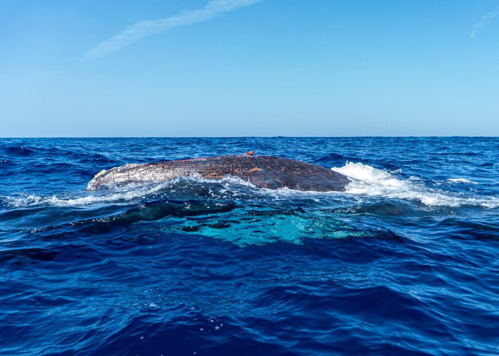 Spanish Diver Risks Life To Save 40-Foot Long Whale Trapped In Illegal Fishing Net