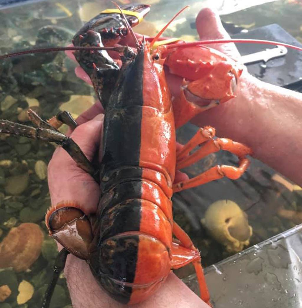 "This Rare Two-Toned Red and Black Maine Lobster: A Fascinating '1 in 50 Million' Discovery!" SN - LifeAnimal