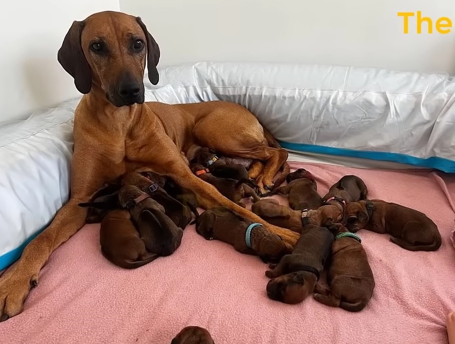 In the midst of a snowfall, an abandoned heavily pregnant dog miraculously gives birth to a remarkable litter of 15 beautiful puppies. - Puppies Love