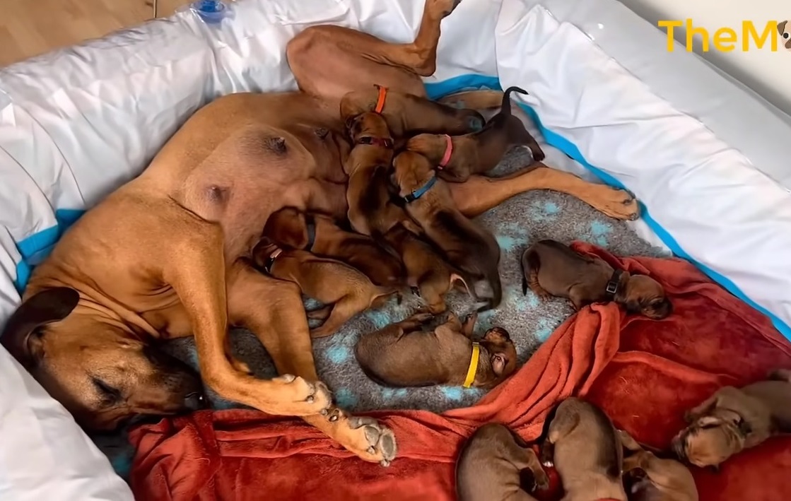 In the midst of a snowfall, an abandoned heavily pregnant dog miraculously gives birth to a remarkable litter of 15 beautiful puppies. - Puppies Love