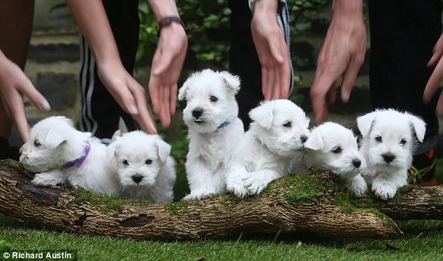 "Adorable Miniature Schnauzer Puppies Steal Hearts After Impromptu Trip to the Vet"