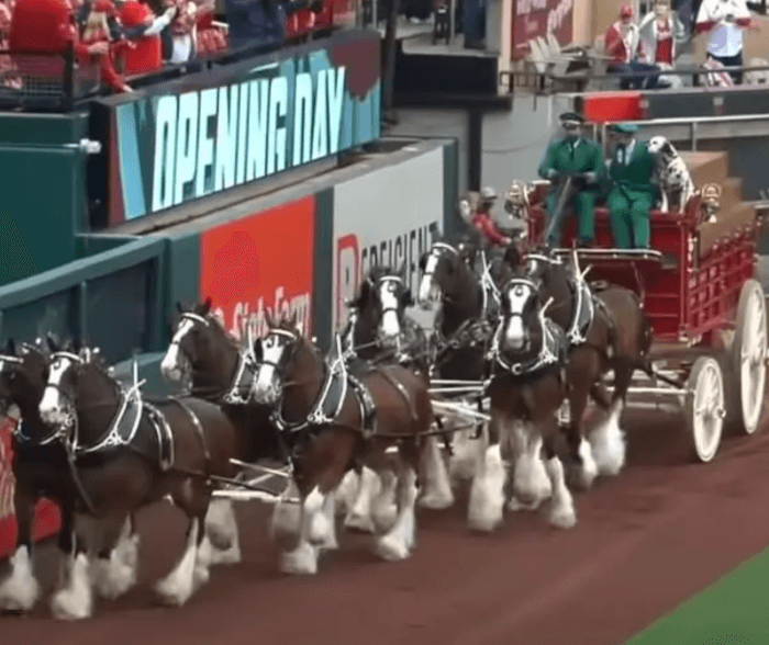 Clydesdale Foal Steals The Show After Seeing Mom Performing