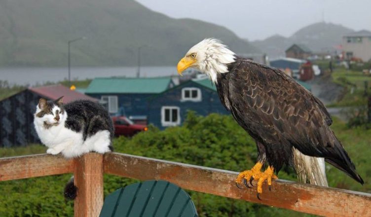 On a peaceful porch, a beautiful alliance forms between a bald eagle, wild fox, and two domestic cats, showcasing the harmonious wonders of nature. - Lillise