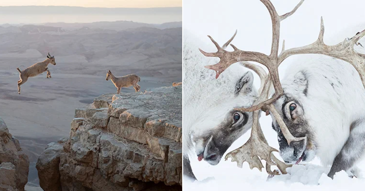 Capturing the Splendor of Animals – News Breaking