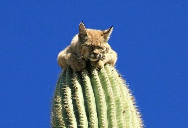 bobcat climbs a 40 foot tall cactus in the arizona desert to escape a mountain lion - Yeudon