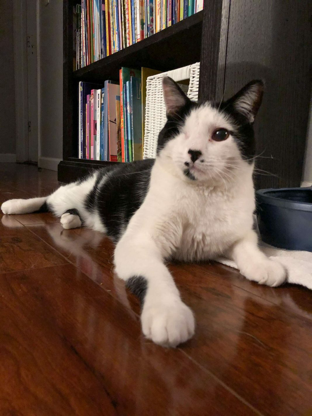 Caught in a heartwarming act, a boy pays a sweet visit to his neighbor’s “misunderstood” cat. – The News Volcano