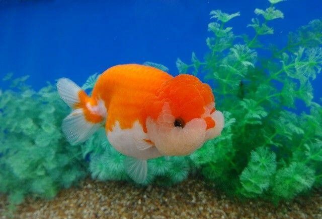 Ranchu Goldfish – The Unique Beauty of the Aquatic World – News Breaking