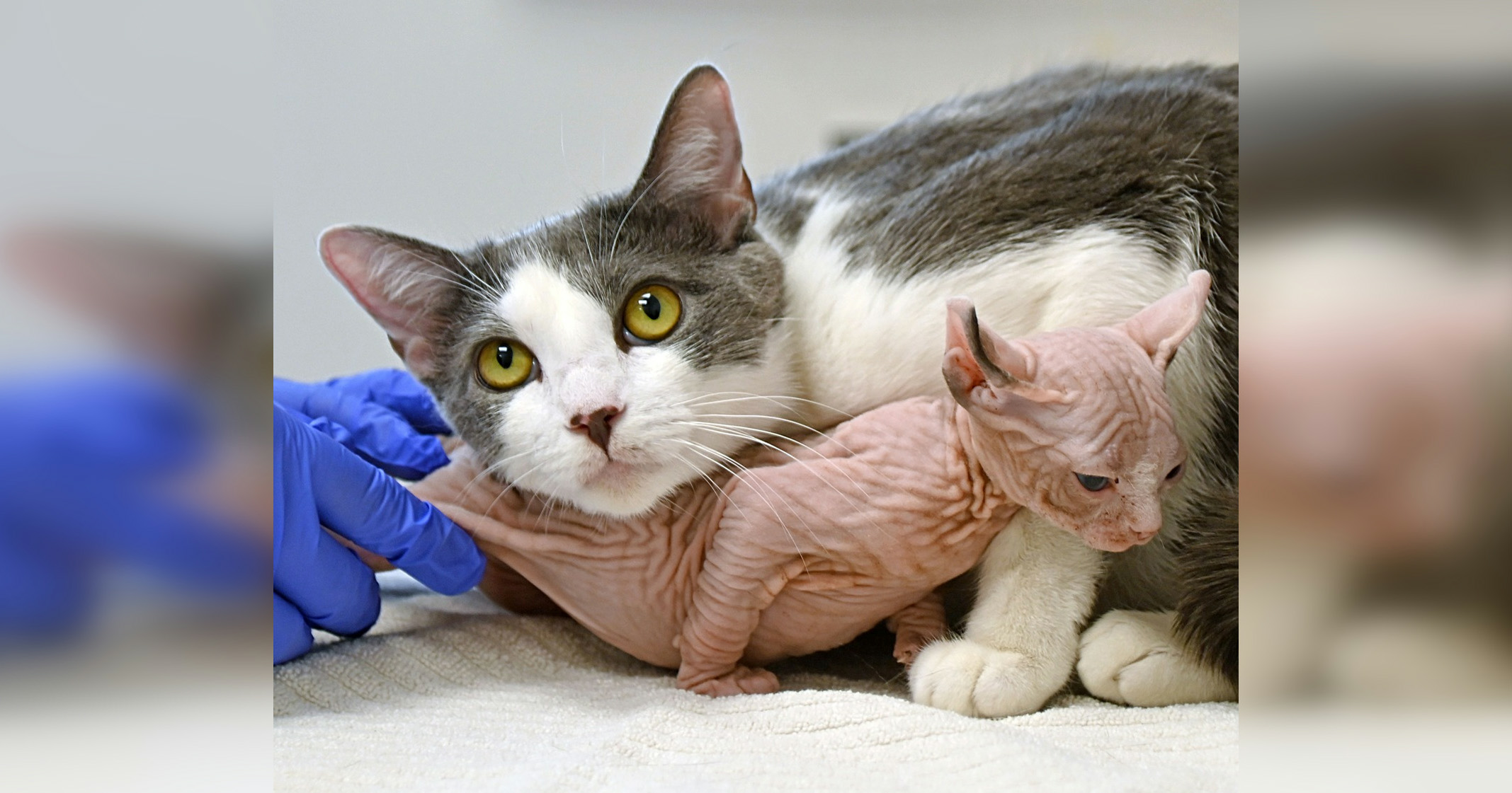 A nurturing mother cat adopts an orphaned baby Sphynx cat as her own, demonstrating the unconditional love and care of feline maternal instincts. – Latest News Hunters