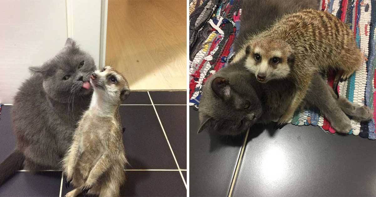 Cat and Meerkat Form Unbreakable Bond as Best Friends – The News Volcano