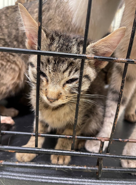 A couple was found dead in their NY home where 150 starving cats were discovered