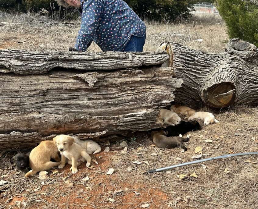 "Unleashed: How a Canine Encounter in a Parking Lot Unveiled an Unexpected Discovery"