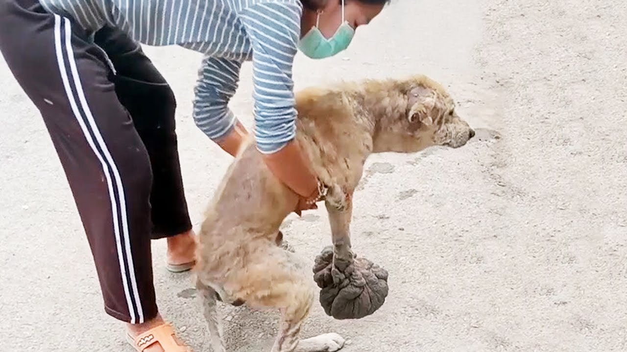 A dog in pain suffers from a giant mushroom-like tumor growing on its leg, leading to a rescue operation to alleviate its suffering. – newsvaults.com