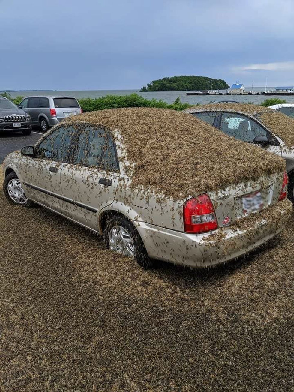 "Astounding Sight as Swarms of Plankton Descend upon Port Clinton, Creating Crowds Visible on Radar (Video)" SN - New Lifes