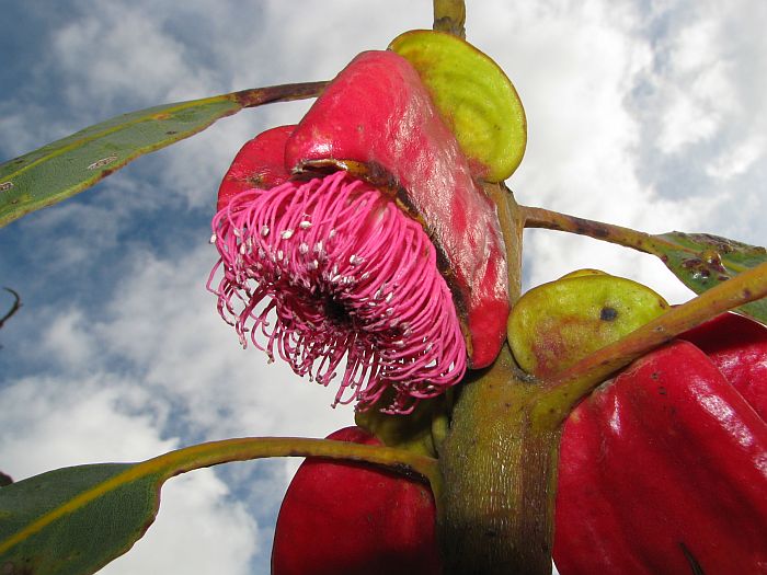 Tempting Blooms: Unveiling a New Flower Species with a Sandwich-Like Appearance - Bumkeo