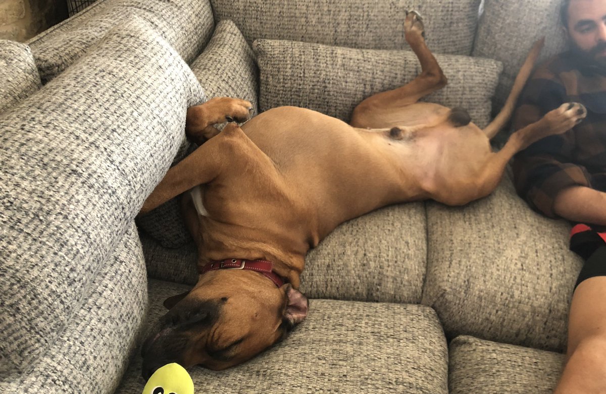 Irresistible Slumber: 2-Year-Old Dog's 101 Adorable Sleeping Positions Melt Hearts and Sweep Social Media by Storm.st - New Lifes