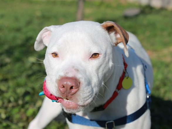 "After a Long Wait of Over 300 Days, a Loving Family Finally Adopts a Pit Bull from Shelter" - Bumkeo