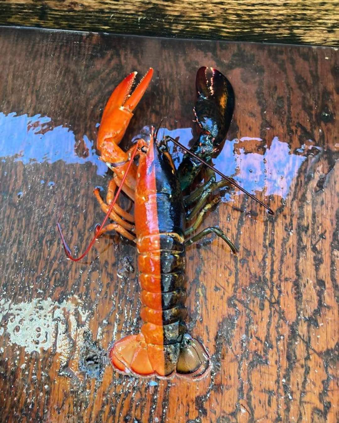 "This Rare Two-Toned Red and Black Maine Lobster: A Fascinating '1 in 50 Million' Discovery!" SN - LifeAnimal