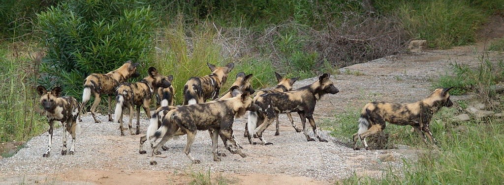 Discover the Fascinating World of African Wild Dogs: 10 Fun Facts to Marvel at Nature's Unbridled Splendor.