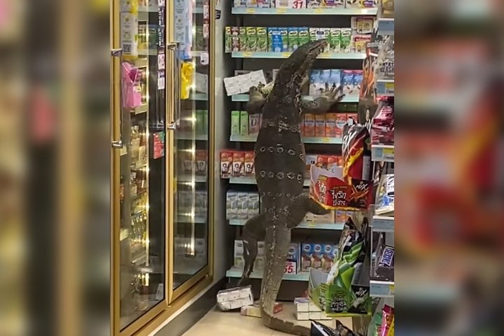 pp.Horror the sight of a giant lizard suddenly appearing, causing a riot in the supermarket, making people panic.p - LifeAnimal