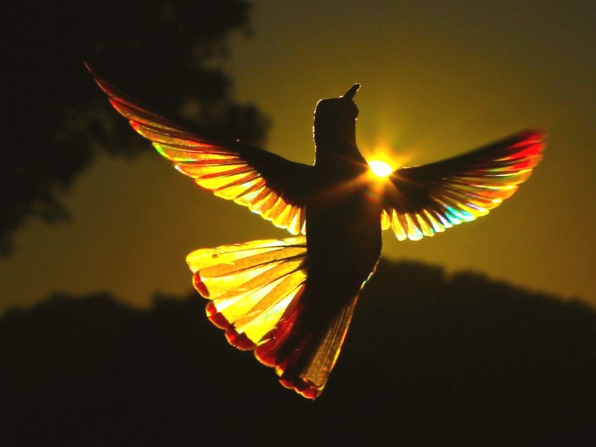 Awe-Inspiring Beauty: Serendipitous Encounter of Rainbow-Lit American Hummingbirds Through a Photographer's Lens.LH - New Lifes