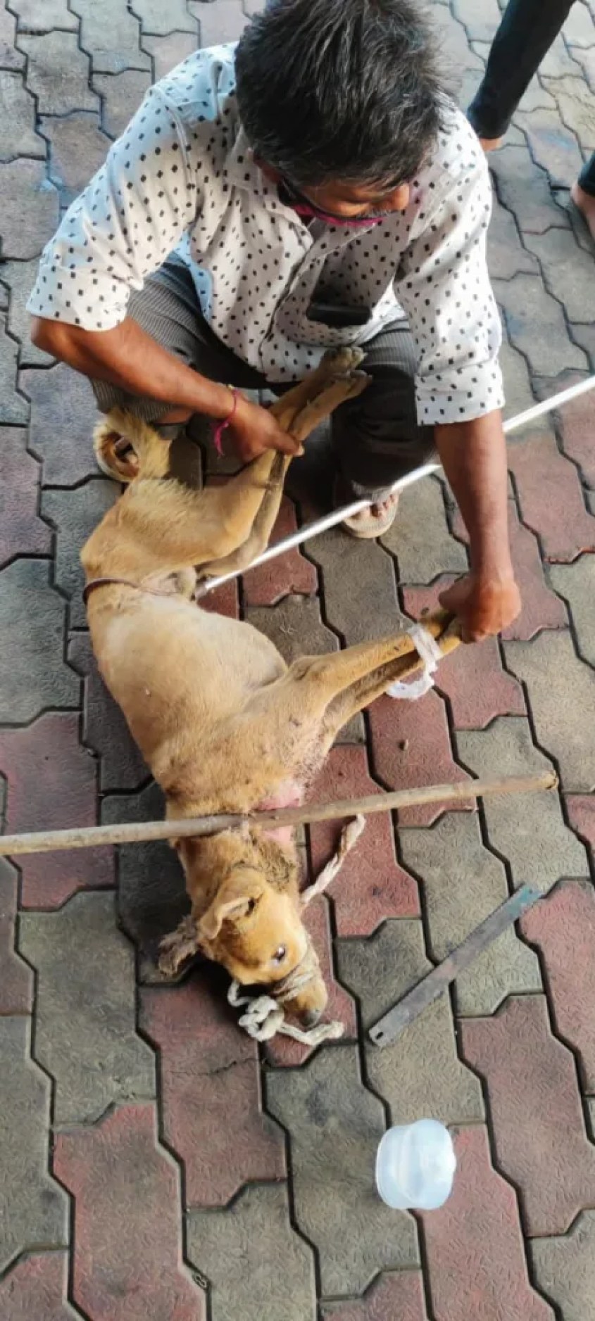 The dog had a large plastic tube wrapped around its neck, causing the injury to worsen over time