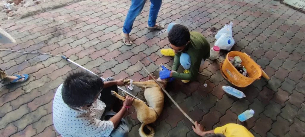 The dog had a large plastic tube wrapped around its neck, causing the injury to worsen over time