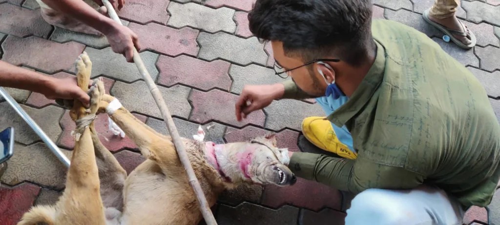 The dog had a large plastic tube wrapped around its neck, causing the injury to worsen over time