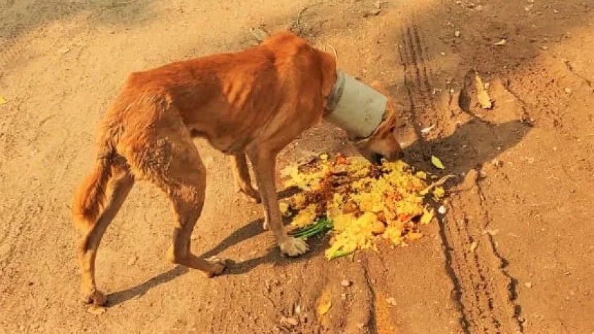 The dog had a large plastic tube wrapped around its neck, causing the injury to worsen over time