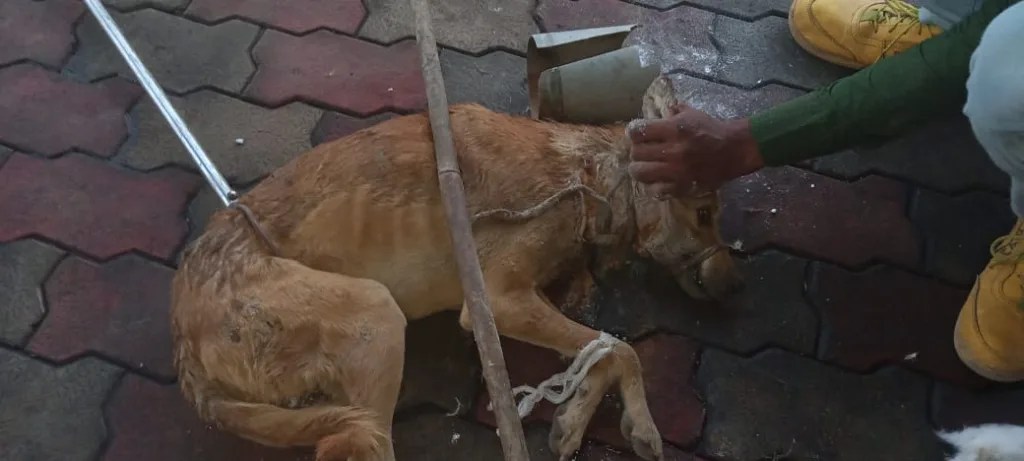 The dog had a large plastic tube wrapped around its neck, causing the injury to worsen over time