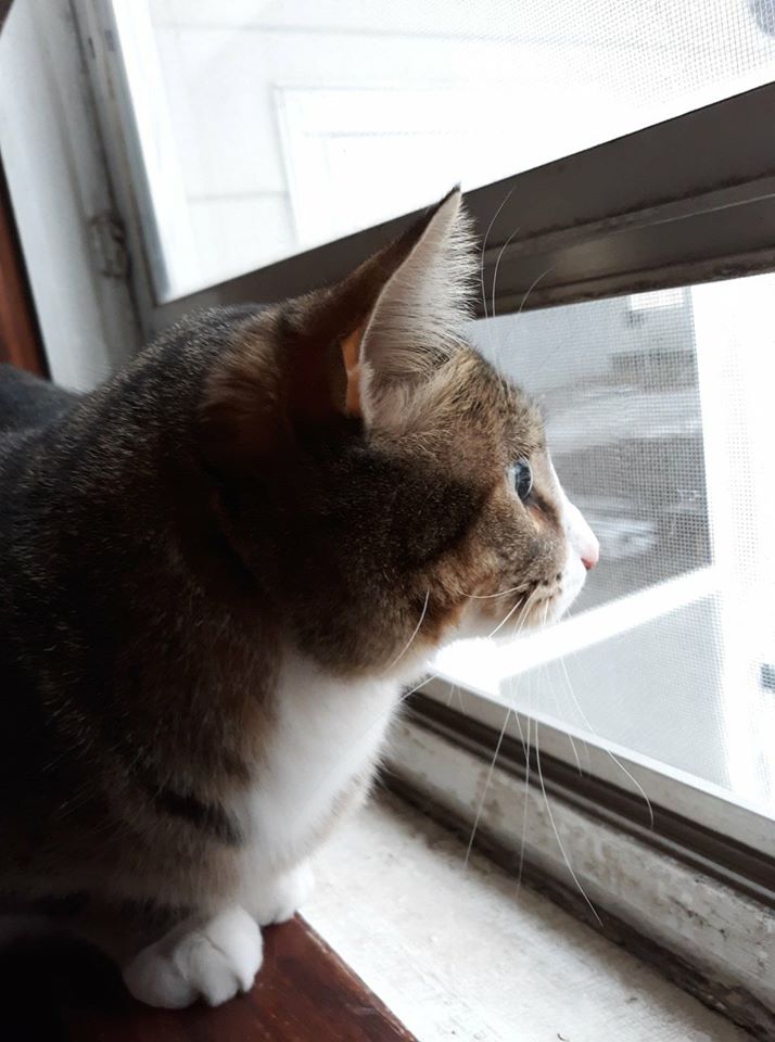 An indoor feline developed a fascination for snow and every time it snowed, the family would bring it inside to make the kitty happy. – The News Volcano