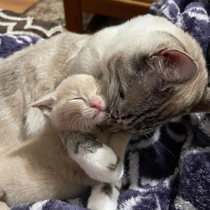 Kitten Melts into Cat Who Accepts Her as His Own, and Can't Get Enough of His Attention - Lillise