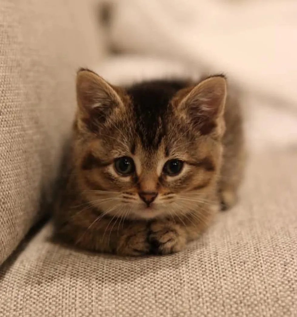 Kitten that Hops Like a Bunny, Turns into the Happiest Cat with Endearing Personality - Lillise