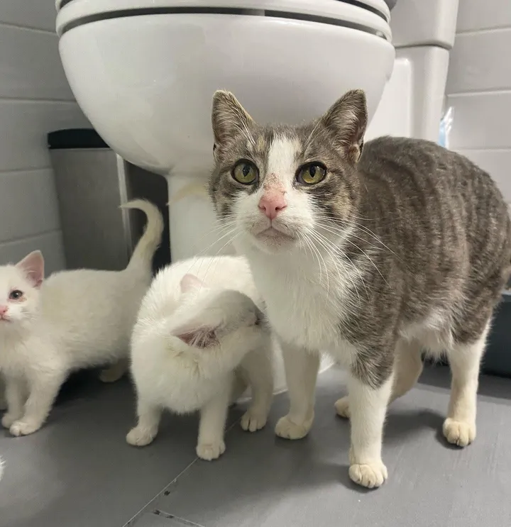 When a litter of kittens was found with their mother behind a warehouse, one of them was particularly clingy to her mom, showing just how strong the bond between them was. – The News Volcano