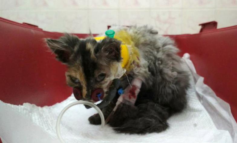The cat was trapped in a fan, but the doctors did their best to help it recover and return to normal. - ✔