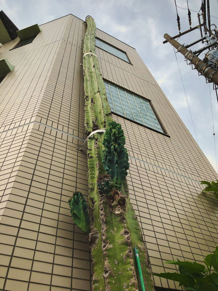 Unveiling the Majestic Wonder: Could This Be the World's Tallest Cactus?