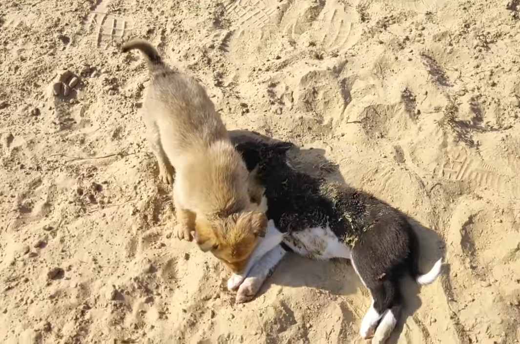 The unwavering loyalty of a devoted dog: In the midst of excruciating pain, it heartbreakingly refuses to leave its deceased brother's side. - Puppies Love