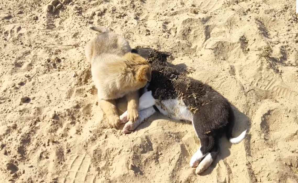 The unwavering loyalty of a devoted dog: In the midst of excruciating pain, it heartbreakingly refuses to leave its deceased brother's side. - Puppies Love