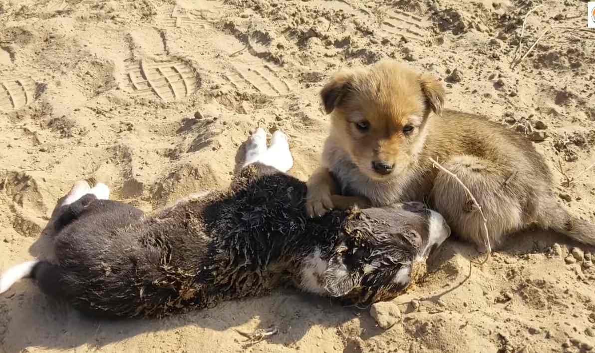 The unwavering loyalty of a devoted dog: In the midst of excruciating pain, it heartbreakingly refuses to leave its deceased brother's side. - Puppies Love