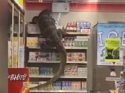 pp.Horror the sight of a giant lizard suddenly appearing, causing a riot in the supermarket, making people panic.p - LifeAnimal