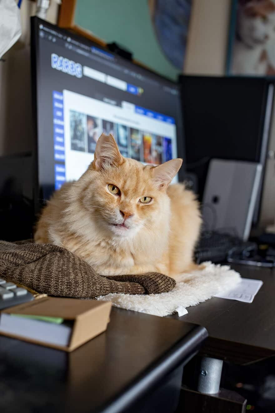 Life Wasn’t Kind to This Kitty Until He Showed Up at a Kind Man’s Front Door