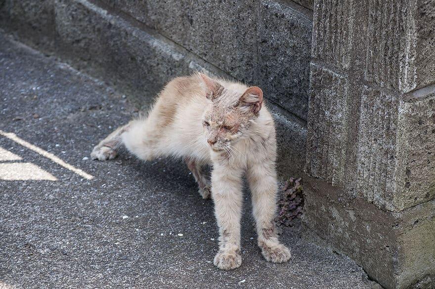 Life Wasn’t Kind to This Kitty Until He Showed Up at a Kind Man’s Front Door